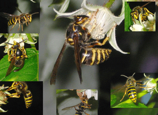 Wasps